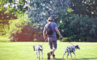 How To Start A Dog Walking Business?